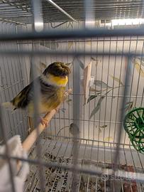 Coppia di canarini Gloster 