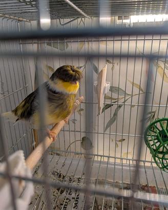 Coppia di canarini Gloster 