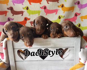 Cuccioli bassotto cioccolato PEDIGREE ALLEVAMENTO
