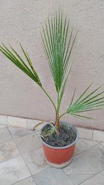 Palma Washingtonia in vaso 