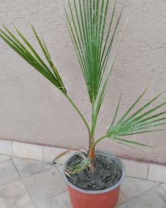 Palma Washingtonia in vaso 