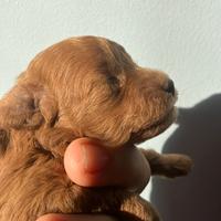 Barboncini toy fulvi