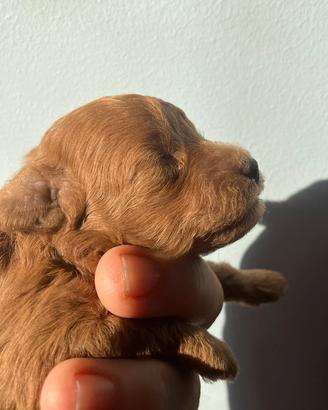 Barboncini toy fulvi