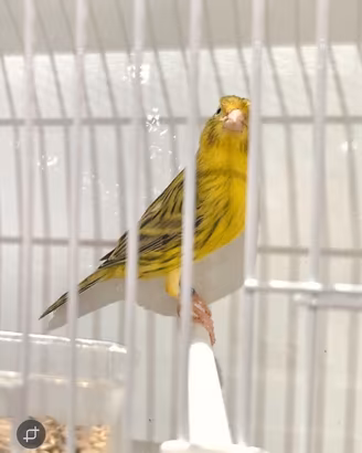 Canarini Maschi Agata a Fattore Giallo 2025