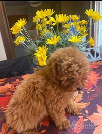 Barboncino toy red con pedigree enci