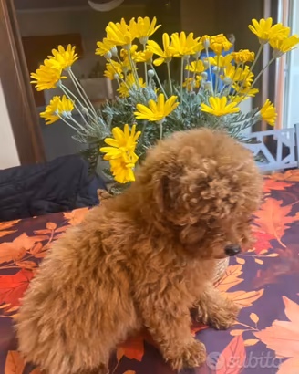 Barboncino toy red con pedigree enci