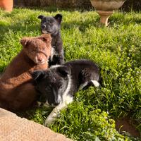 Cuccioli incrocio australiano con border collie