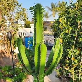 Talee euphorbia eritrea