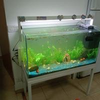 Guppy compreso acquario