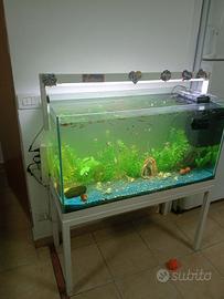 Guppy compreso acquario