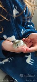 Gerbilli