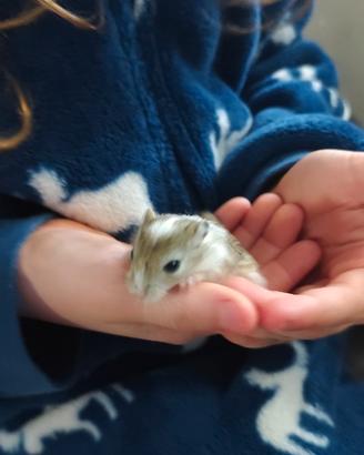 Gerbilli