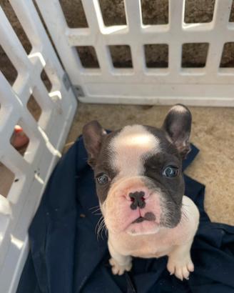 Bulldog francesi