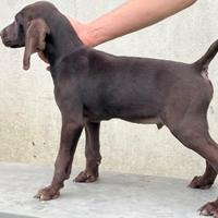 Ultimo cucciolo di bracco tedesco maschio