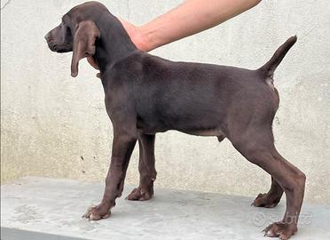 Ultimo cucciolo di bracco tedesco maschio