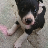 Cucciolo border collie