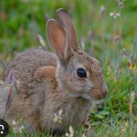 Coniglio, coniglio selvatico