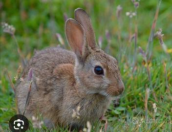 Coniglio, coniglio selvatico
