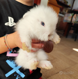 Conigli nani pelo d'angora