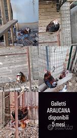 Gallo ARAUCANA