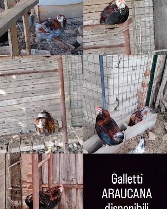 Gallo ARAUCANA
