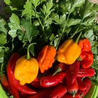 Peperoncini super piccanti