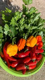 Peperoncini super piccanti