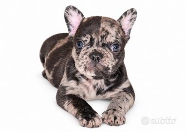 Cuccioli fenotipo bulldog francese