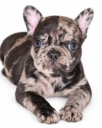 Cuccioli fenotipo bulldog francese