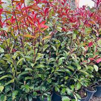 piante da siepe fhotinie Red robin 