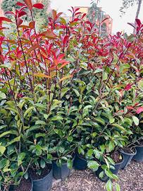 piante da siepe fhotinie Red robin 