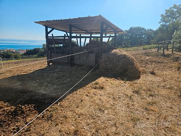 Pensione per cavalli