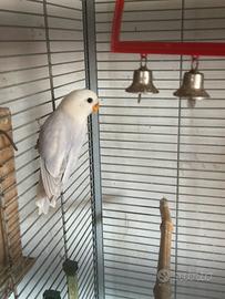 Pappagallo inseparabile