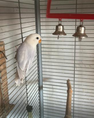 Pappagallo inseparabile