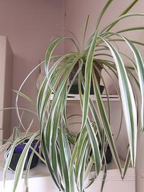 Chlorophytum comosum