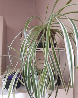 Chlorophytum comosum