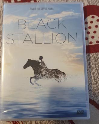 Dvd Black Stallion 