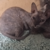 Gattina nuda Don Shynx