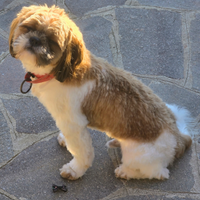 Shih tzu shihtzu o shitzu maschio per accoppiament