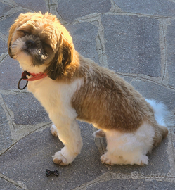 Shih tzu shihtzu o shitzu maschio per accoppiament