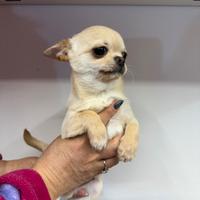 Cucciolo di chihuahua