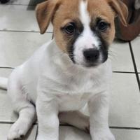 Cucciolo Jack Russell Terrier