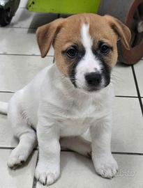 Cucciolo Jack Russell Terrier