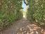 Immagine 29