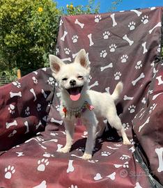 Chihuahua maschio