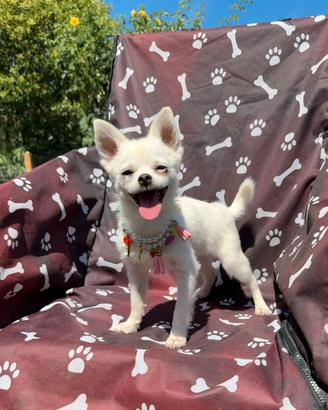 Chihuahua maschio
