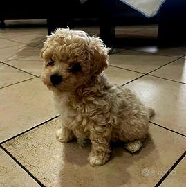 Cuccioli di Maltipoo