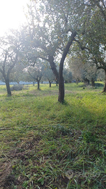 Terreno agricolo con olivi