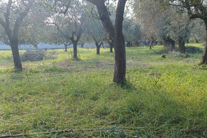 Terreno agricolo con olivi