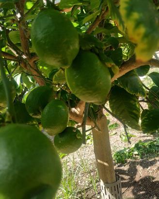 Limone Quattro Stagioni